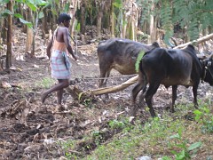 Agriculture